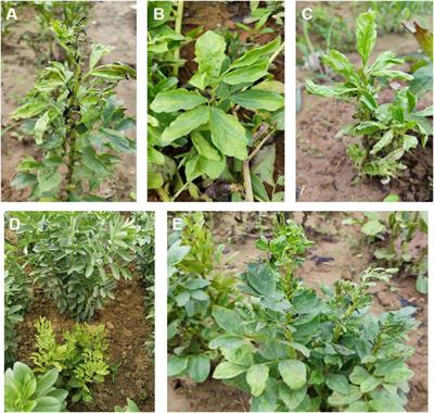 Occurrence, distribution, and genetic diversity of faba bean viruses in China